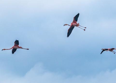 Wetlands Tour of Isabela Island Ecuador
